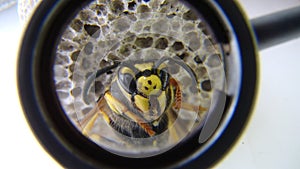 Close up of yellow wasp face yellow hornet a white background. Closeup European wasp or German wasp isolated Yellowjacket or yello