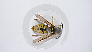 Close up of yellow wasp on white background Closeup German yellowjacket, European wasp or German wasp, yellow hornet,  yellow Wasp