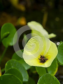 Close up yellow Water Poppy flower