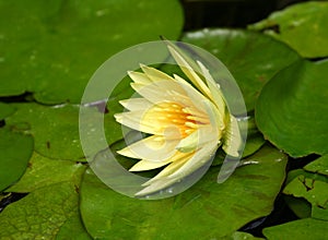 Close up of Yellow Waterlily with green lily pads