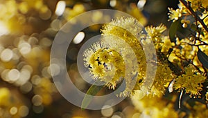 Close-up of yellow wattle flowers in bloom, with sunlight enhancing their golden hues against a blurred background