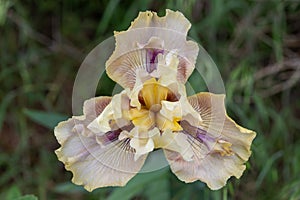 Close up of a yellow and white bearded iris in Texas