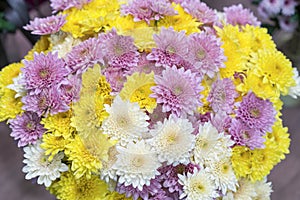 Close up of Yellow white and pink Chrysanthemum daisy flower, Beautiful huge bouquet of Chrysanthemum floral botanical flowers and