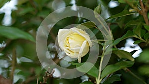 Close-up yellow wild dog rose flower