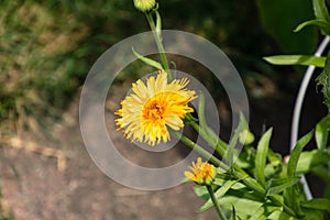 Close up of a yellow wildflower in the garden