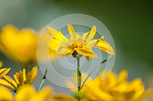 Close-up of yellow wildflower on meadow