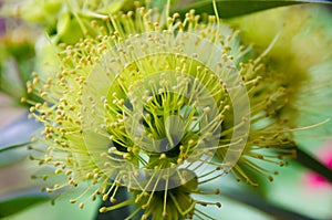 Close up of yellow xanthostemon chrysanthus