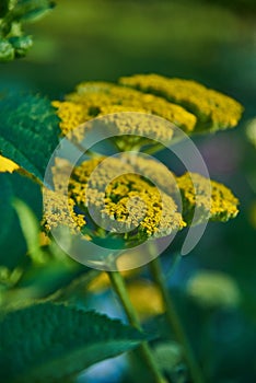 Close-up of yellow yarrow flowers on a blurry background of green foliage.