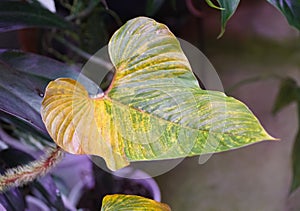 Close up of a yellowing leaf of Philodendron Serpens
