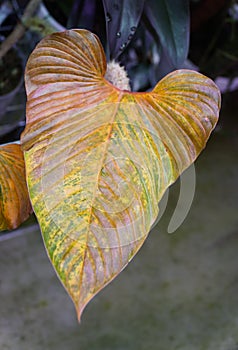 Close up of a yellowing leaf of Philodendron Serpens