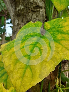 close-up of yellowing pumpkin leaves