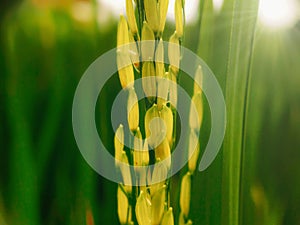 A close up of a yellowing rice plant