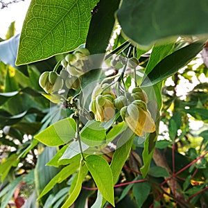 Close-up of yellowish-green flowers against background foliage