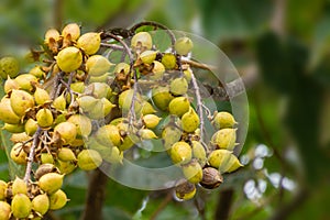 Close-up of yellowish green, nut-like fruits of Paulownia tomentosa or Empress tree or princess tree