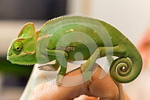 Close up of a Yemen chameleon baby on a human hand