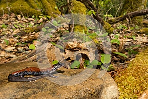 A close up of a Yonahlossee Salamander