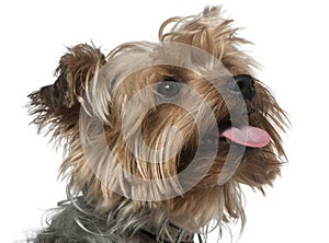 Close-up of Yorkshire Terrier