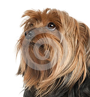 Close-up of Yorkshire Terrier, 5 years old