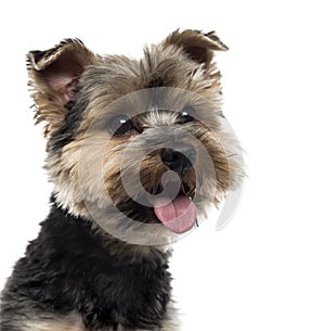 Close-up of a Yorshire Terrier