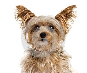 Close-up of a Yorshire Terrier