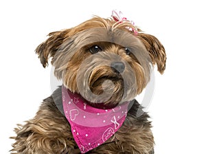Close-up of a Yorshire terrier