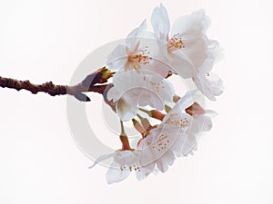 Close up of Yoshino cherry tree blossom in full bloom