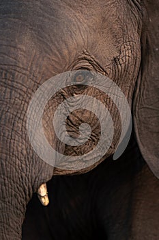 Close-up of young African bush elephant face