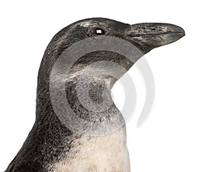 Close-up of Young African Penguin, Spheniscus demersus, 3 months old