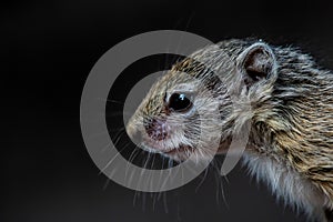 A close up of a young African Tree Squirrel`s face