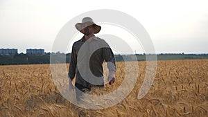 Close up of young agronomist going through wheat field and examining cereal crop. Male farmer walking among barley