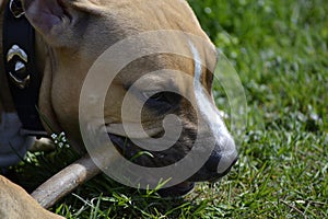 Close up of young American Staffordshire Terrier that gnaws a st photo