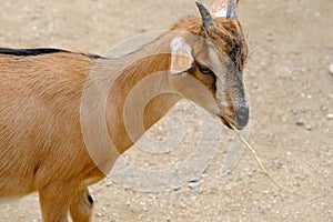 close-up of young animal goat with small horns, Capra hircus Cetartiodactyla, Cetartiodactyla, brown shiny skin, artiodactyl photo