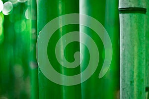 Close-up of young bamboo sticks. green bamboo close-up