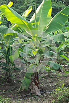 Close up of young banana tree texture