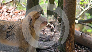 Close up of a young barbary ape looking up