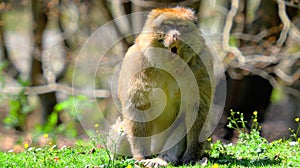 Close up of young barbary ape with open mouth