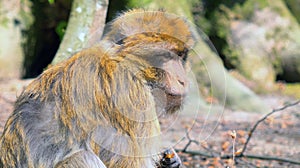 Close up of young barbary ape with small leaf in hand
