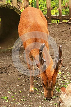close up young barking deer Muntiacus muntjak wildlife in the natural