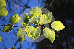Close up young beech leaves in spring