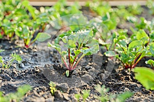 Close-up of young beet seedlings growing in garden