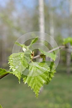 Close up of young birch leaves in spring