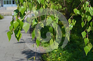 Close up on young birch tree leaves in spring