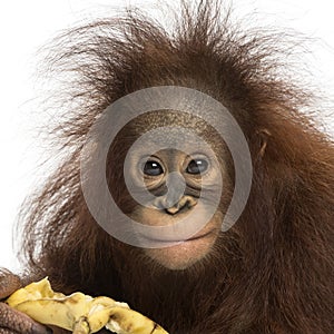 Close-up of a Young Bornean orangutan eating a banana