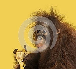 Close-up of a young Bornean orangutan eating a banana, Pongo pygmaeus photo