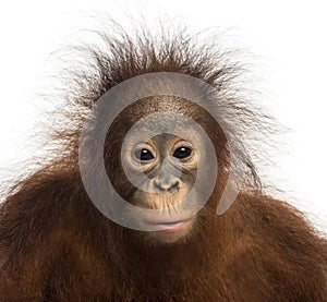 Close-up of young Bornean orangutan facing