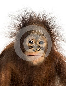Close-up of a young Bornean orangutan facing photo
