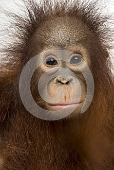 Close-up of young Bornean orangutan facing, Pongo pygmaeus