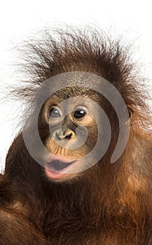 Close-up of a young Bornean orangutan looking amazed