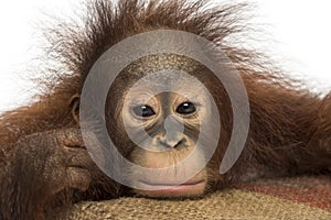 Close-up of a young Bornean orangutan looking tired