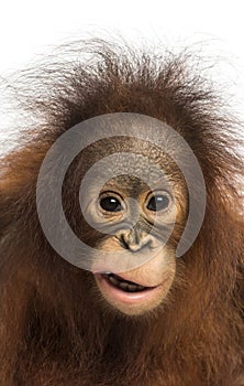 Close-up of a young Bornean orangutan making a face photo